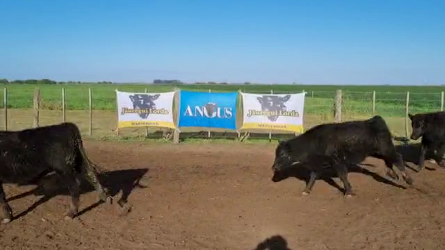 Lote 65 Terneros en Punta Indio, Buenos Aires