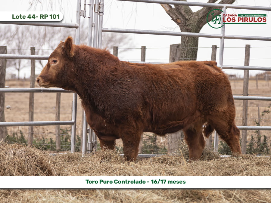 Lote TOROS PUROS CONTROLADOS - 16/17 meses