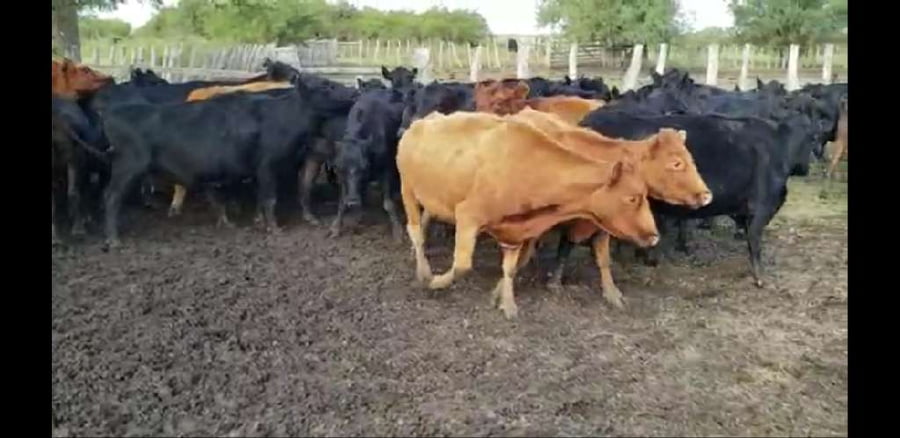 Lote 27 Vacas de invernar en Villaguay, Entre Ríos