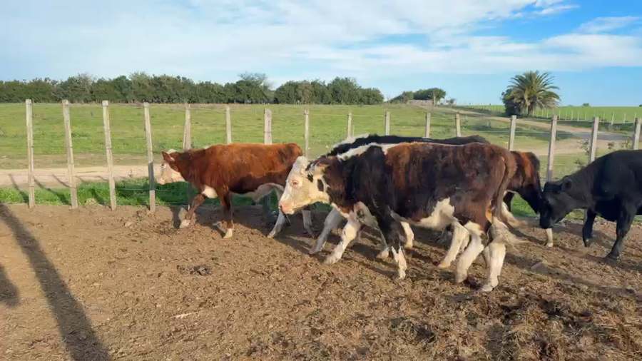 Lote NOVILLOS 1 a 2 AÑOS