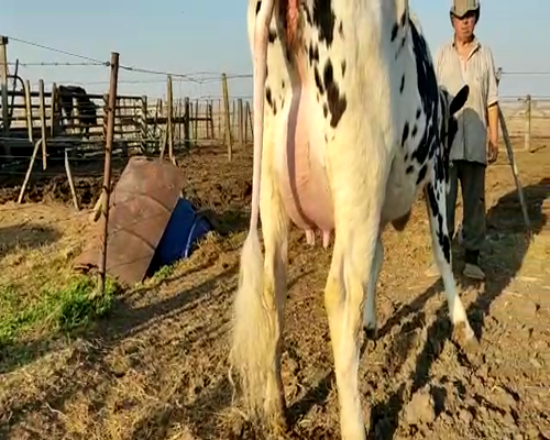 Lote VAQUILLONAS PREÑADAS