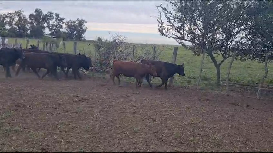 Lote 72 Terneros/as en Las Flores, Buenos Aires