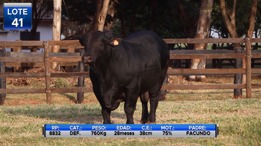 Lote TOROS BRANGUS  -LOTE 41