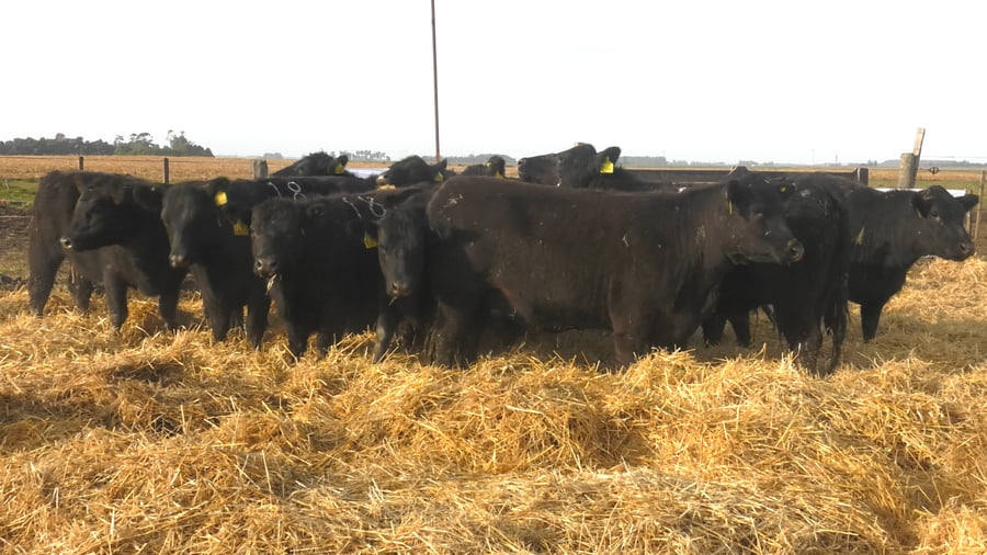 Lote Vaquillonas Negras Preñadas