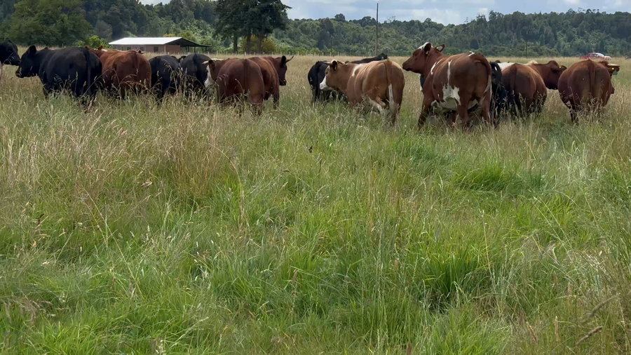 Lote 45 Novillo Gordo en Puerto Varas, X Región Los Lagos