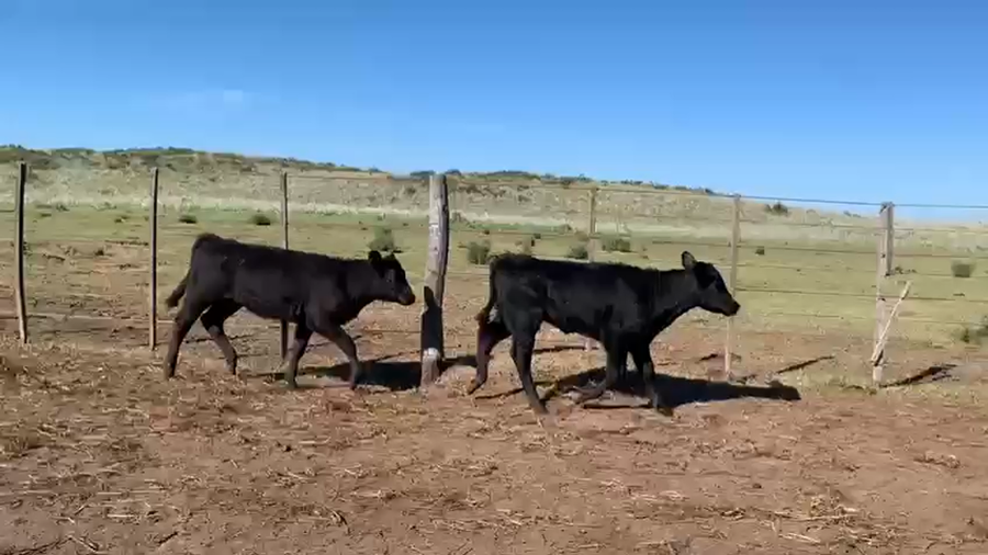 Lote 65 Terneras en Coronel Rosales