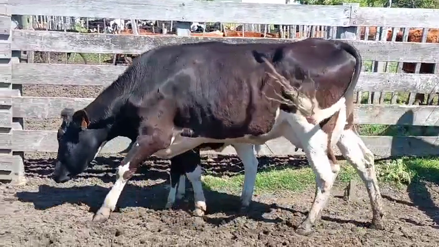 Lote 3 Vaquillonas  a remate en Pantalla Camy 450kg - , San José