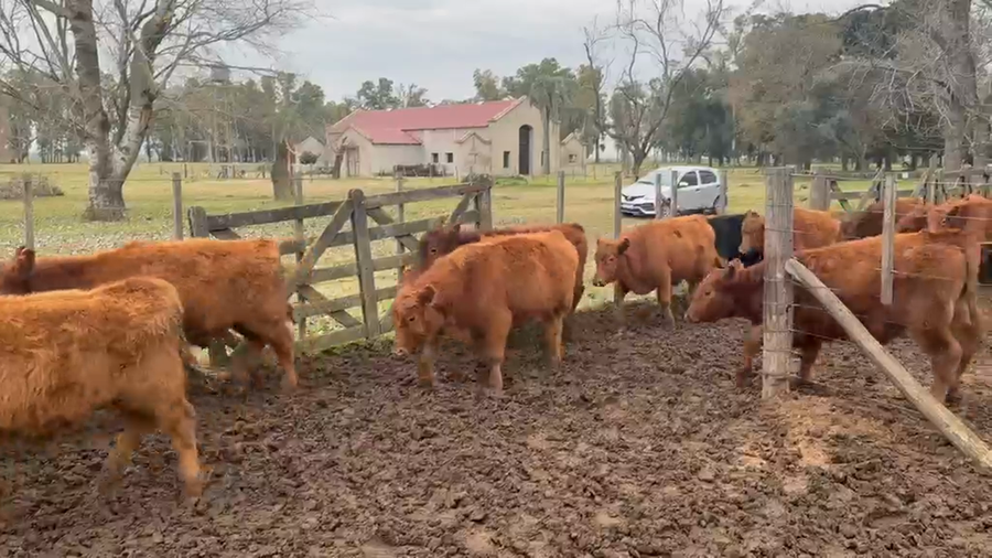 Lote 80 Terneros en Buenos Aires, Lobos
