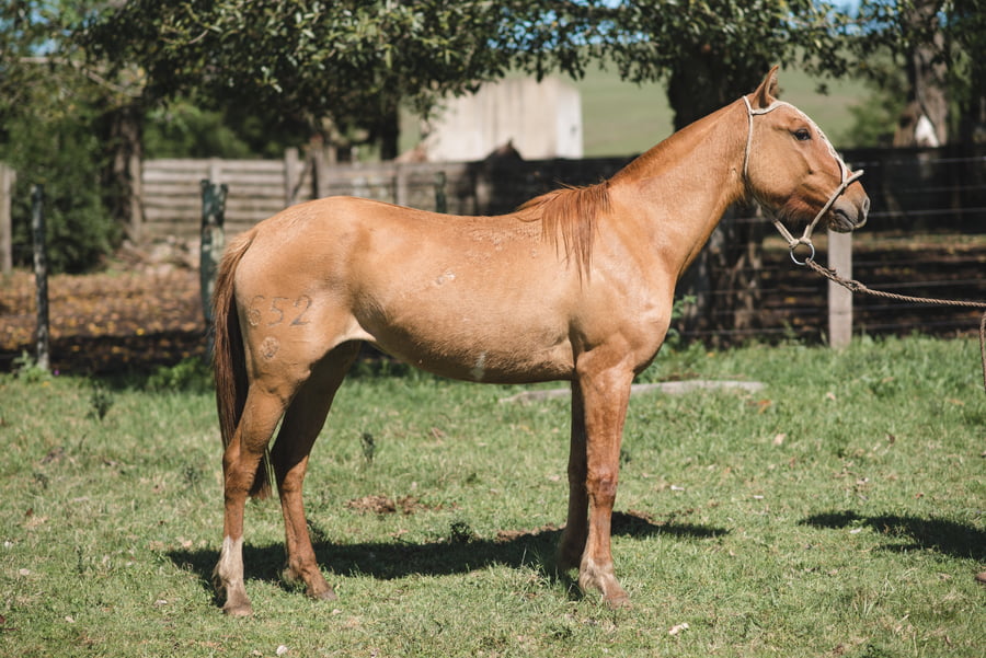 Lote DETALLADA MOJÓN