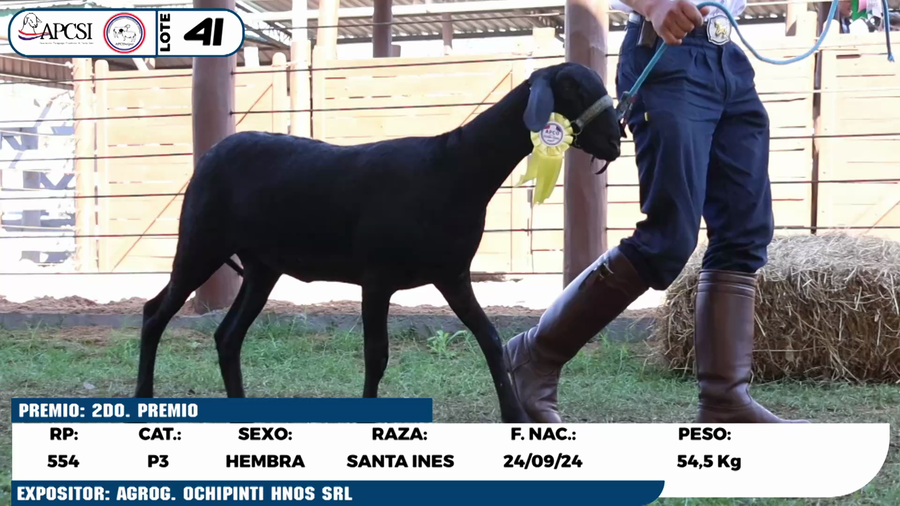 Lote LOTE 41