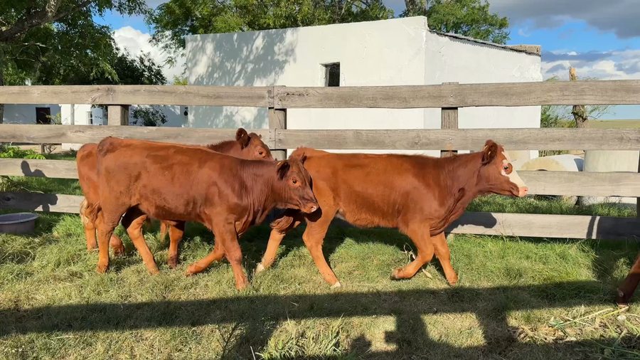 Lote TERNEROS Y TERNERAS