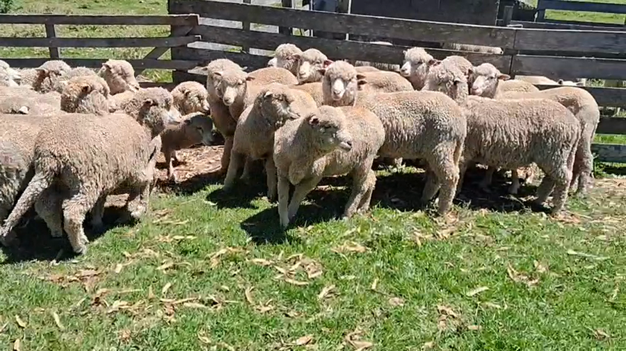 Lote 30 Borregas a remate en Ultima pantalla del año - Escritorio Camy, San José