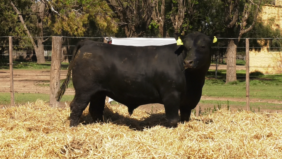 Lote TOROS PUROS CONTROLADOS