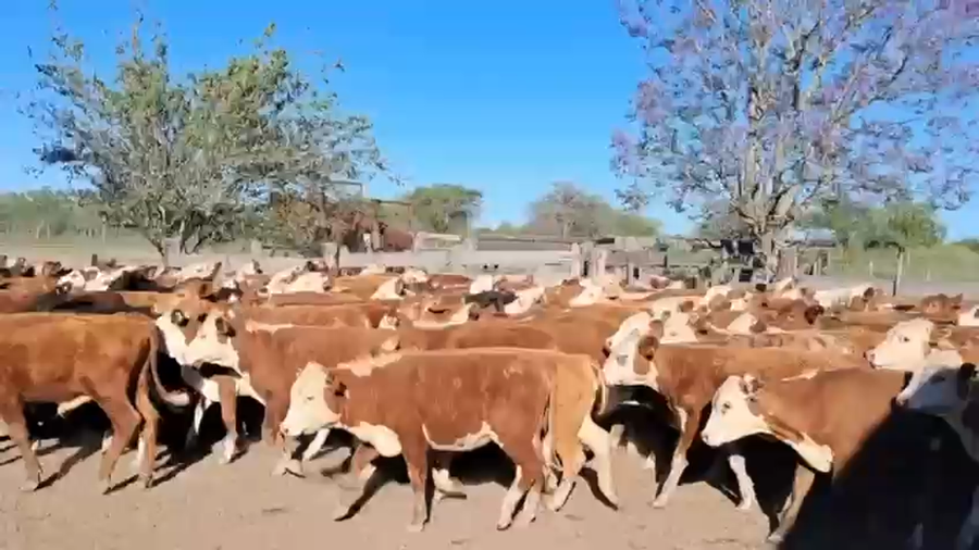 Lote 120 Terneros/as