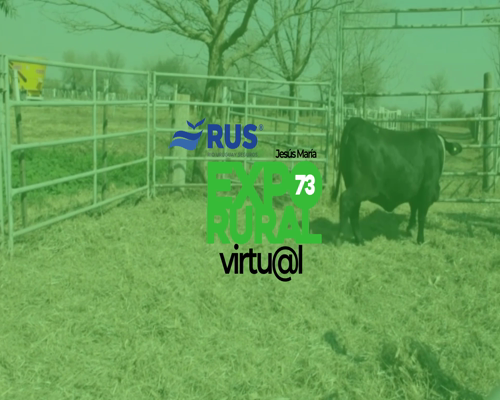 Lote VAQ BRANGUS REG. DEFINITIVO