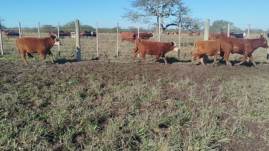 Lote 76 Terneros en Corrientes, Curuzu Cuatia