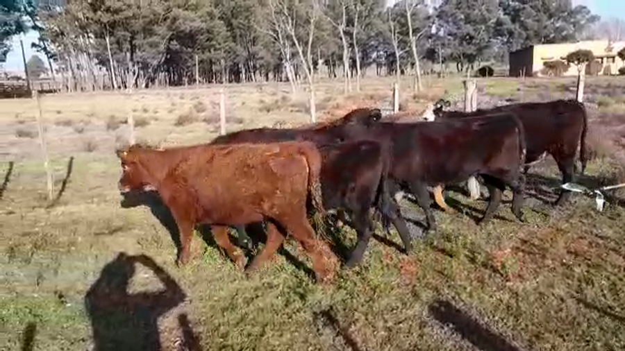 Lote (Vendido)6 Vaquillonas 1 a 2 años HEREFORD/ ANGUS a remate en PANTALLA FEDERICO GARLAND 290kg -  en AGRACIADA