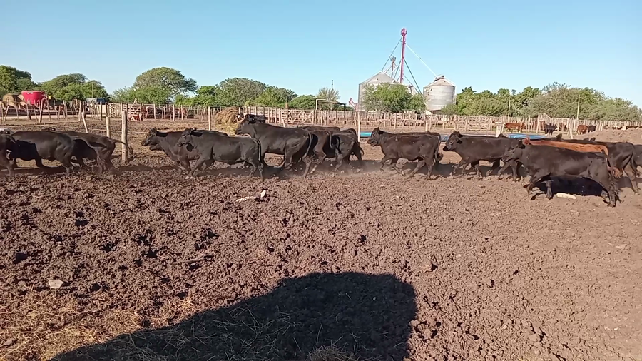 Lote 68 Terneros/as Brangus en Cululú, Santa Fe