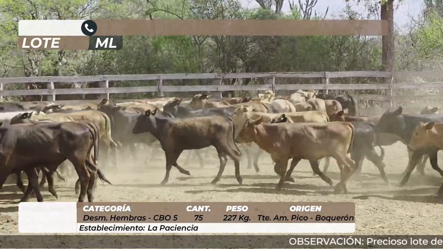 Lote Desmamantes Hembras