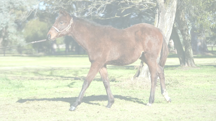 Lote FABULA COSMICO (COSMIC TRIGGER -  TABINA)