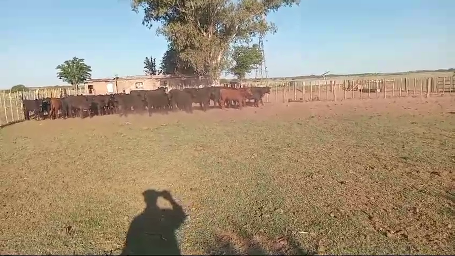 Lote 65 Terneros