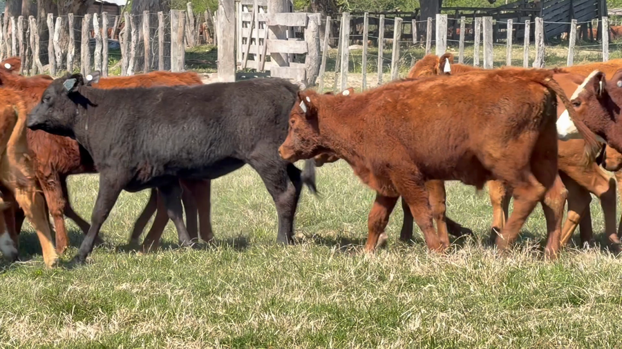Lote 70 Terneros/as
