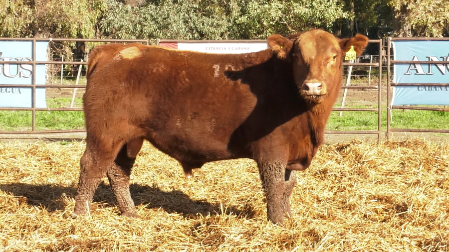 Lote TOROS ANGUS COLORADOS PC