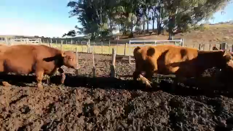 Lote 32 Vacas nuevas C/ gtia de preñez en Coronel Dorrego, Buenos Aires