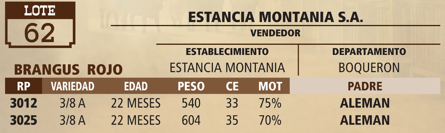 Lote LOTE 62 - VIVO