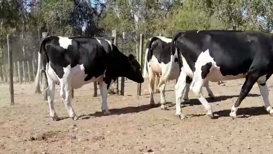 Lote (Vendido)3 Vaquillonas Lecheras HOLANDO a remate en #29 Pantalla Carmelo en MAL ABRIGO