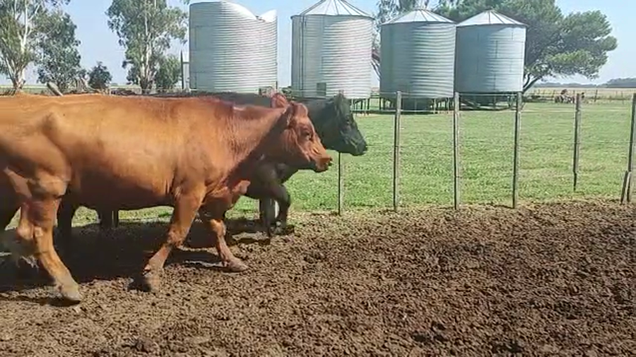 Lote 13 Vacas CUT preñadas en Coronel Suarez, Buenos Aires