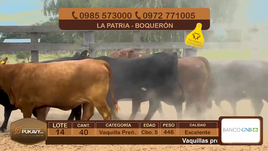 Lote Vaquillas Preñadas