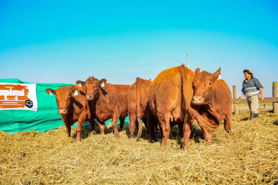 Lote VAQUILLONAS PREÑADAS