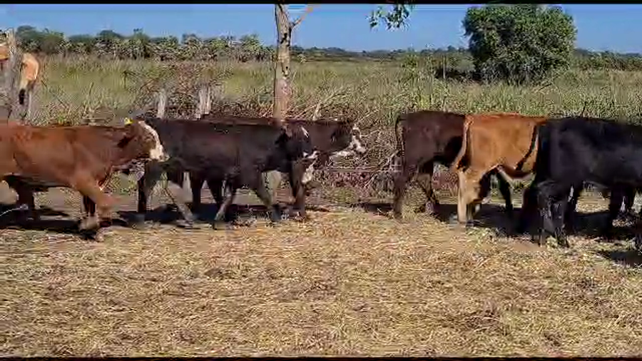 Lote 110 Terneros/as en Misión San Fco., Formosa