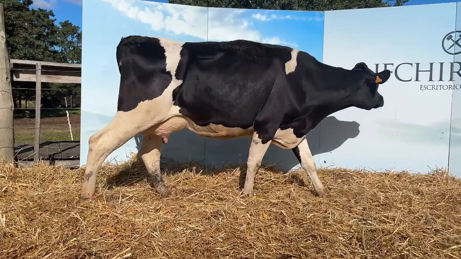 Lote VACAS PARIDAS CABAÑA MALKE-KO