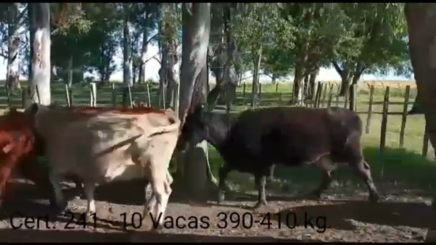 Lote VACAS INVERNADA