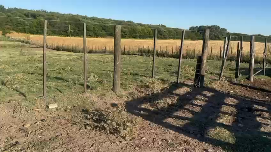 Lote 54 Terneros/as en Azul