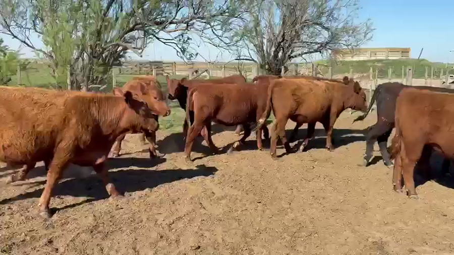 Lote 32 Novillitos y Vaquilonas