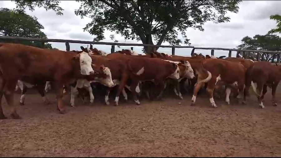 Lote 80 Terneros/as en Tabay, Corrientes