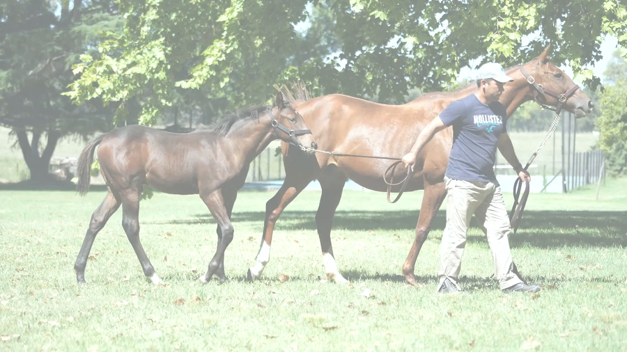 Lote NAHUEN (PURE PRIZE -  NAOKI ) Vacia. C/Cria de  IVAR