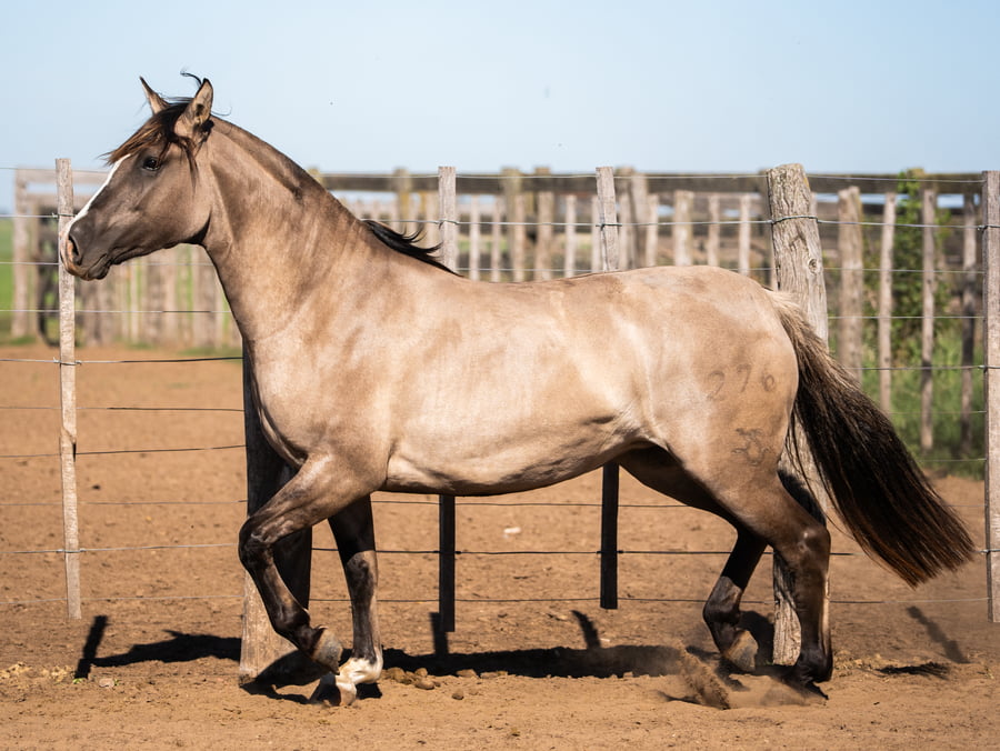 Lote Goyaz Chico Gallareta