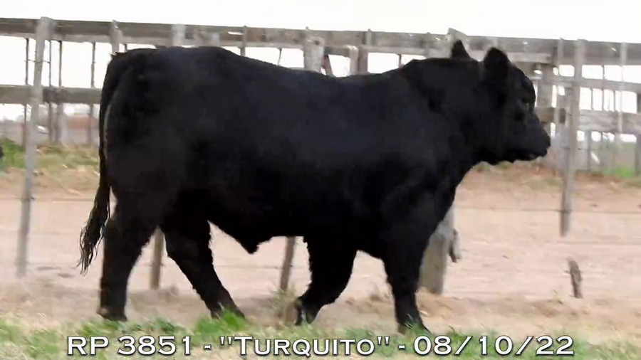 Lote TOROS PUROS DE PEDIGREE