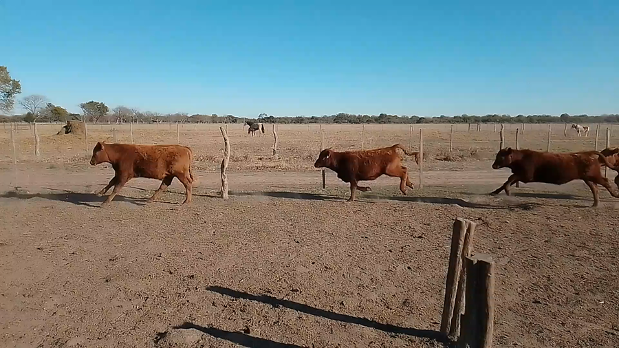 Lote 46 Terneros Brangus Colorado en Naré, Santa Fe