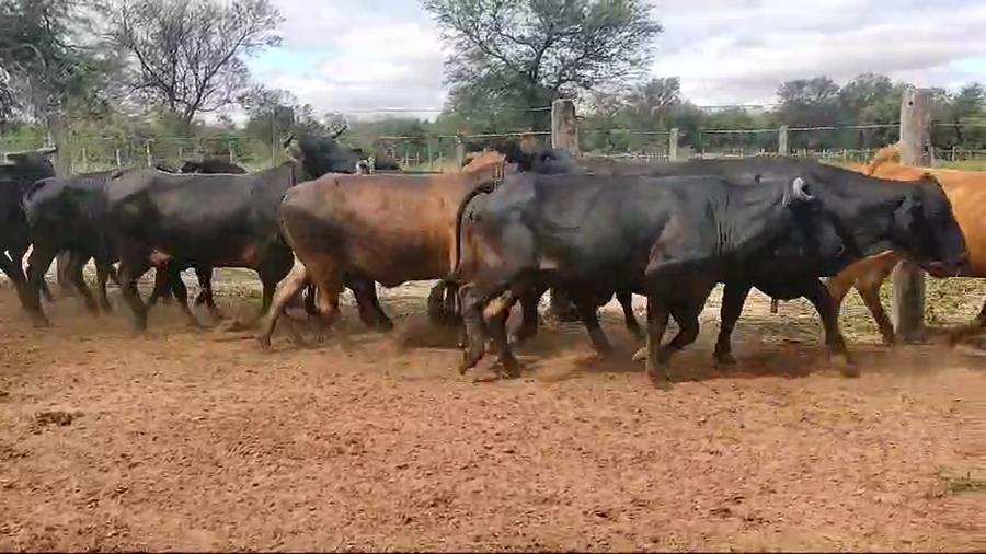 Lote 35 Vacas de invernar en Campo Gallo, Santiago del Estero