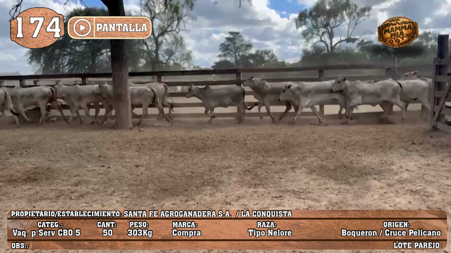 Lote LOTE 174 - PANTALLA