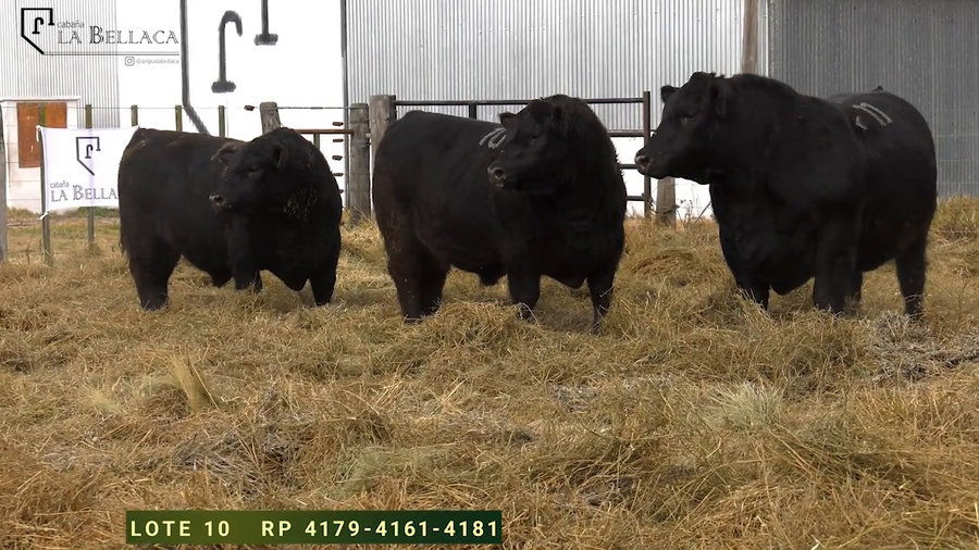 Lote TOROS PUROS DE PEDIGREE