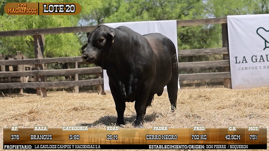 Lote LOTE 20 - VIVO