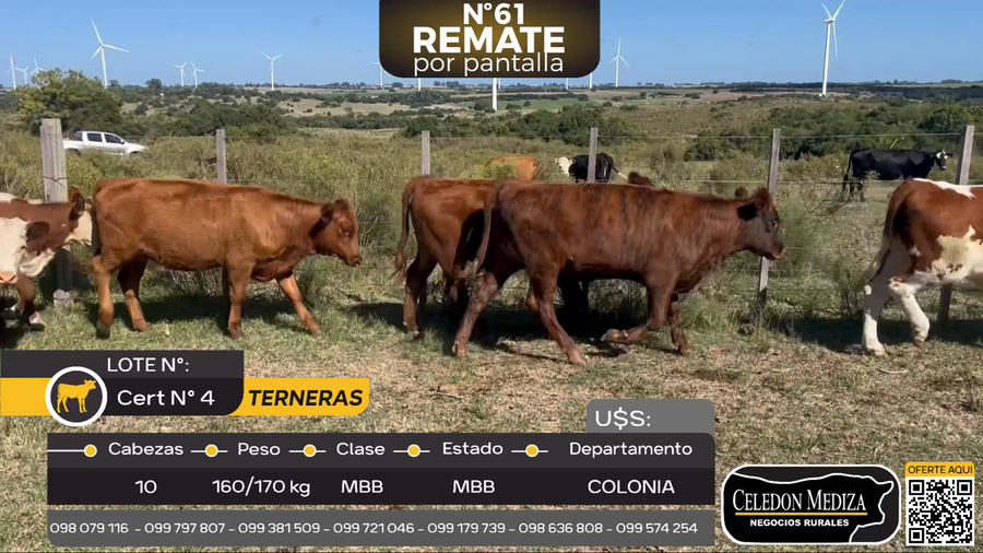 Lote 10 Terneras en Artilleros, Colonia