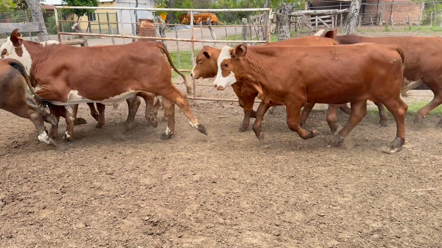 Lote 100 Terneros