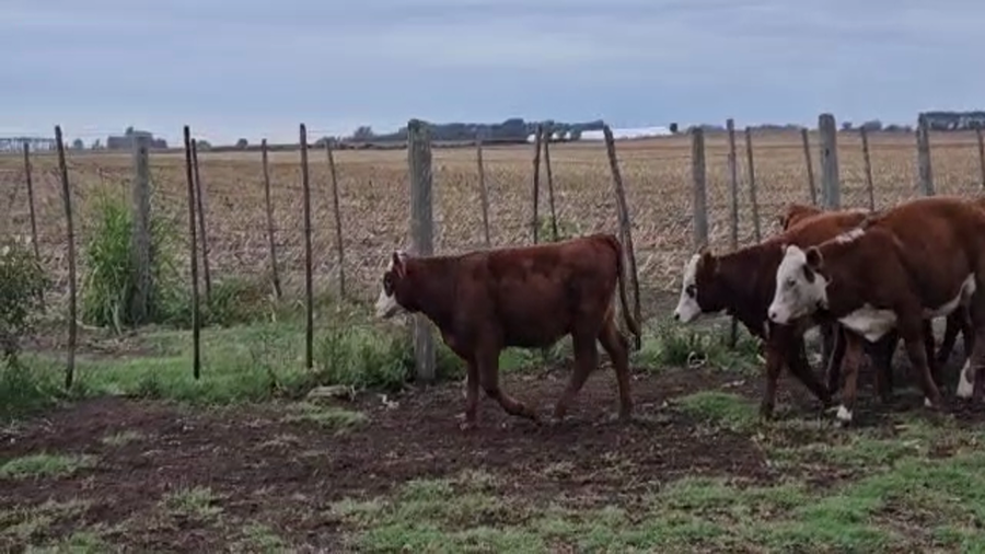 Lote Terneros/as en Los Toldos, Buenos Aires